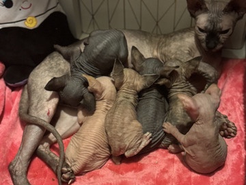 Sphynx – Sphynx kittens – Bullhead City