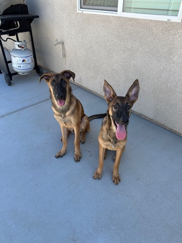 Belgian Shepherd Dog (Malinois) – Rehoming brother and sister