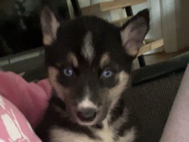 Shepsky – Puppy – Lincoln Park