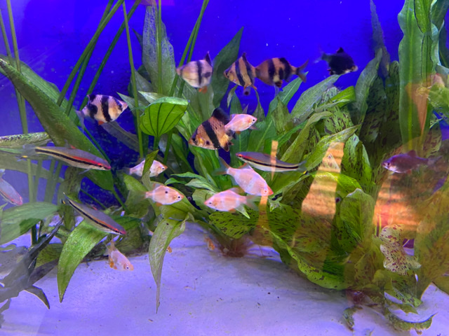 tropical fish