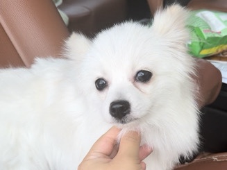 Pomeranian - pomeranian for sale  available for adoption in Al Zubair