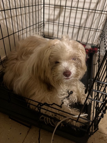 Buy Poodle Boy maltipoo for sale in your area