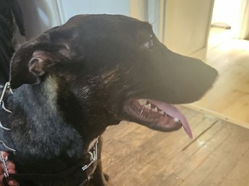 German Shepherd – miss athena needs a new home – Dayton