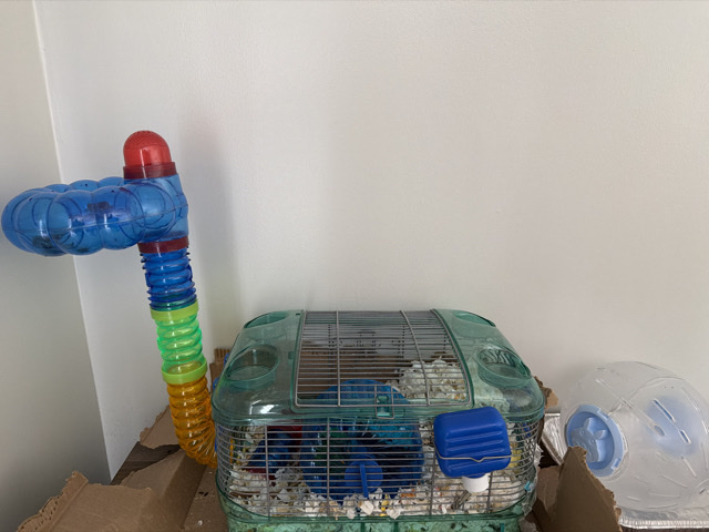 Hamster – Friendly 1-Year-Old Hamster for Rehoming in San Bruno – San Bruno