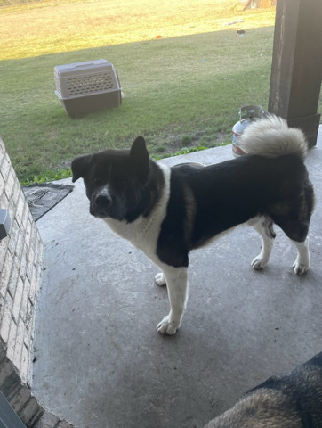 Akita – Full Bred Male Akita