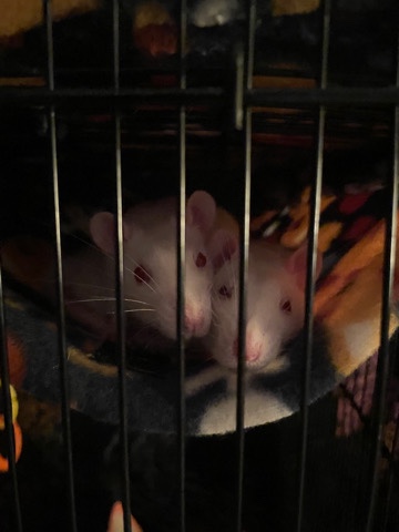 2 female rats