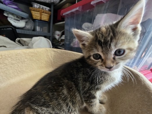 Kitten siblings needing a forever home – Miami Gardens