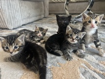 European Shorthair – Beautiful shorthair kittens,100% healthy, vet checked, flea treated and litter trained! – London