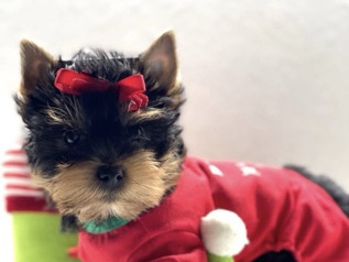 Yorkshire Terrier – Beautiful Playful Loving Yorkies