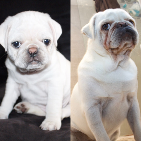 Pug – All White Pug