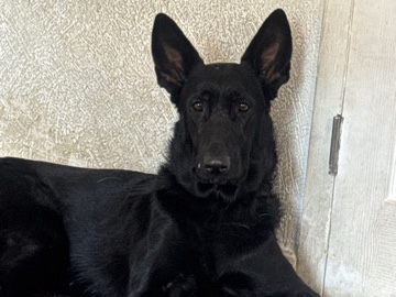 German Shepherd – German shepherd – Vallejo