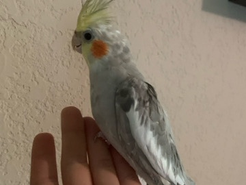 Cockatiel – Cockatiel for sale – San Antonio