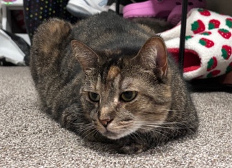 squirt stink the third