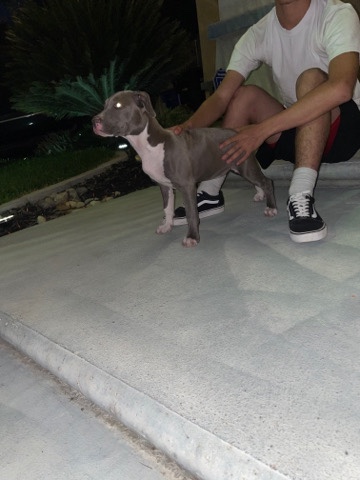 American Pit Bull Terrier – dog needs home soon as possible