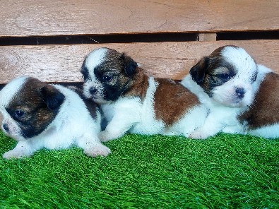 Shih Tzu – 🐾 Adorable Shih Tzu Male Puppy 🐾 – Sowri Palayam