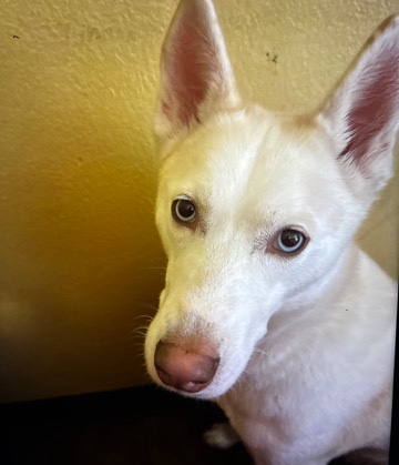 Siberian Husky – ❤️Laura is in need of a loving home ❤️