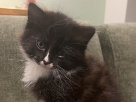 kitten need home – Isleworth