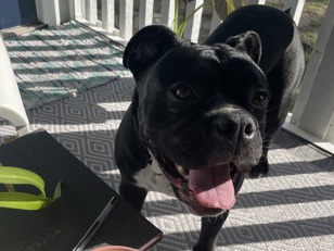 Boxer – Adira