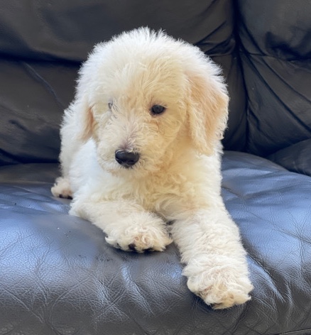 Beautiful Golden Doodle Puppies