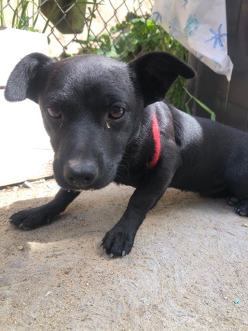 perrito chico