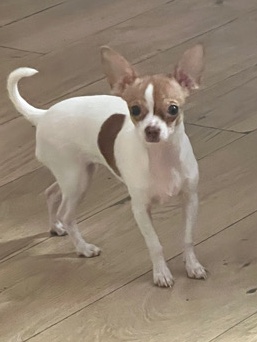 Chihuahua – female chihuahua