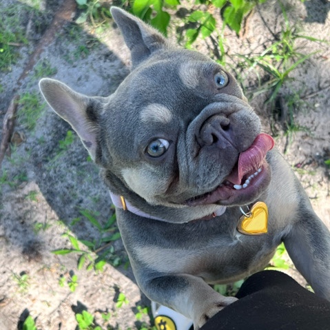 French Bulldog – frenchie female