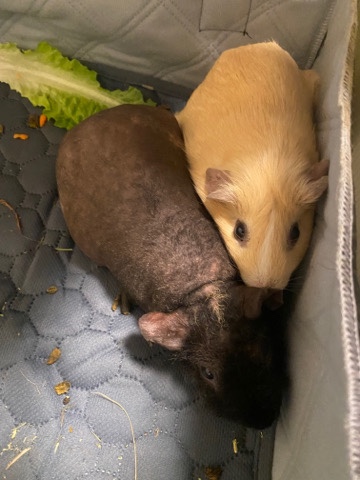 Guinea Pig Young Two Males