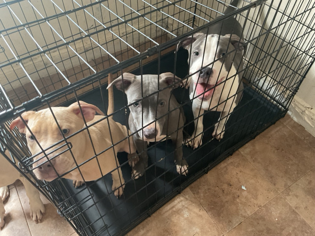 American Pit Bull Terrier – Three Lovely Females – New York