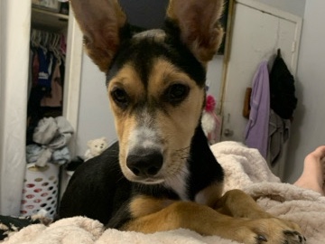 Mixed Breed – husky mix German shepherd – Dallas