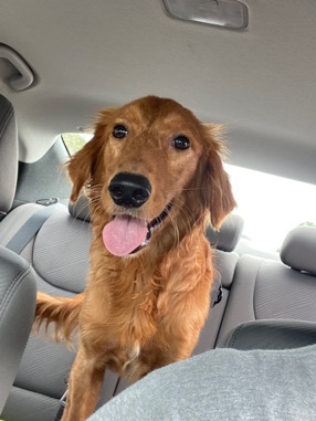 Golden Retriever – Goose