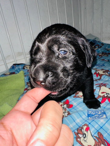 Labrador Retriever – puppies