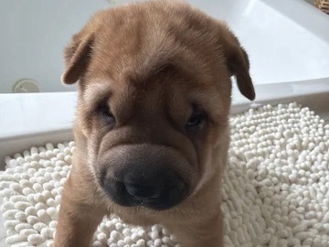 Shar Pei – Chinese Shar Pei puppies – Fort Worth