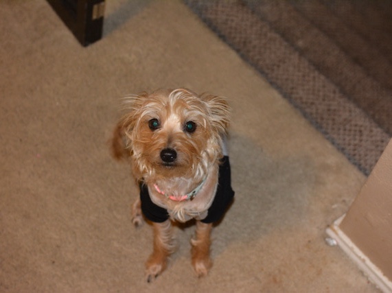 Pepper needs a new home! – Houston