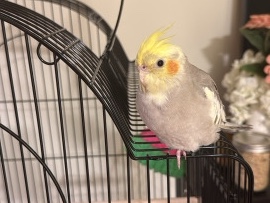 Beautiful, Friendly Cockatiel for Sale – Comes With Cage, Toys, and Food