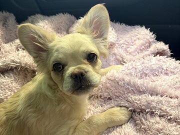 French Bulldog – KC Registered French Bulldog Puppy – 5 Months Old in Bridgnorth – Bridgnorth