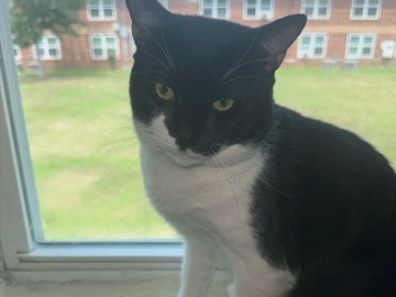 Russian White, Black and Tabby – Dusty needs home ASAP – Marianna
