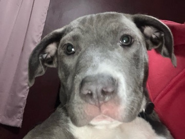 American Pit Bull Terrier – dog – Augusta