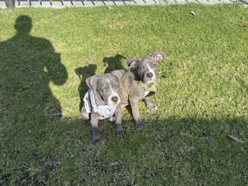 American Pit Bull Terrier – 2 pitbull puppies for sale – Compton