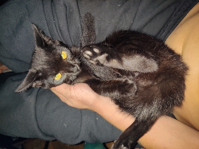 Cat Needs Good Home