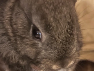 bunny