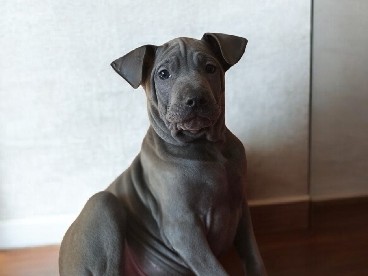Thai Ridgeback – Thai Ridgeback puppy – Syców