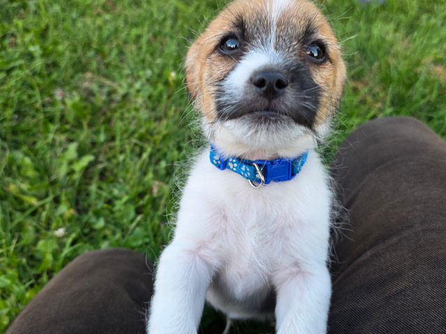 Jack Russell Terrier – loving puppy needs rehoming asap best offer – Cambridge