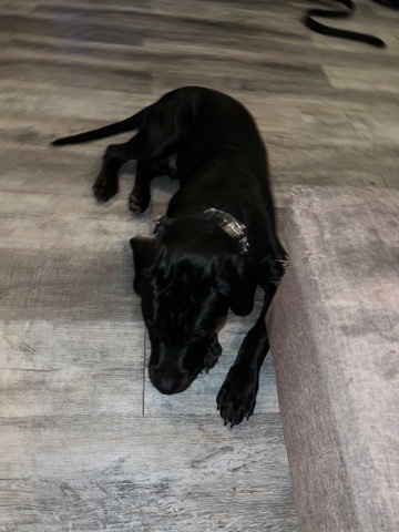 Rottweiler – sweet 7 month old furry friend Bane