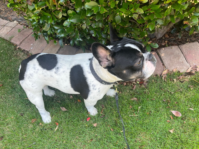 French Bulldog – Kid Friendly Well Trained Champion blood French bulldog
