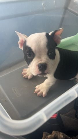 American Bully