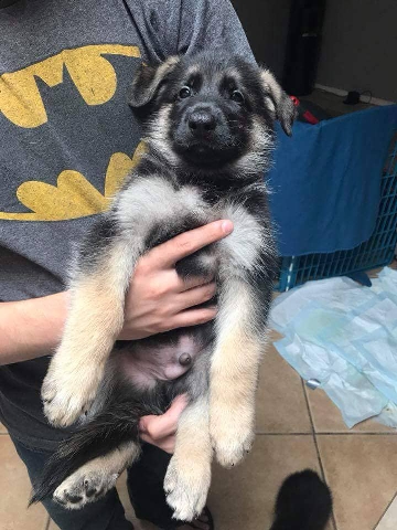 German Shepherd – German Shepherd Puppies