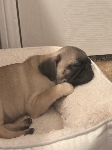 male pug