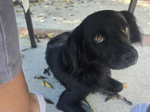 Rehoming Male Spaniel Mix