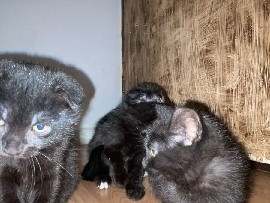 European Shorthair - baby Katzen  available for adoption in Gelsenkirchen