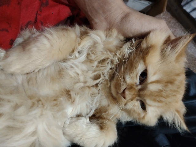 Persian (Modern) - Persian cat  available for adoption in Mumbai